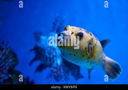 Arothron nigropunctatus yellow. Poisonous fugy fish and red lionfish behind Stock Photo