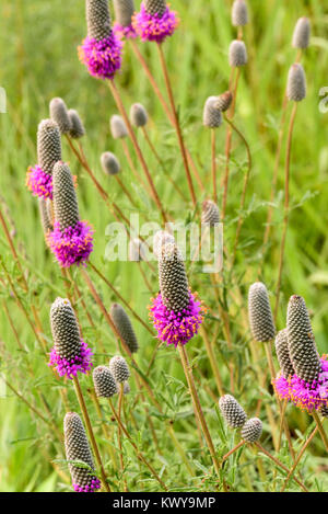 Purple Prairie Clover, Dalea purpurea flowers. Stock Photo