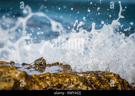 Sally Lightfoot Crab gripping tightly to the rocks as the waves break over it. Playa Del Carmen, Mexico Stock Photo