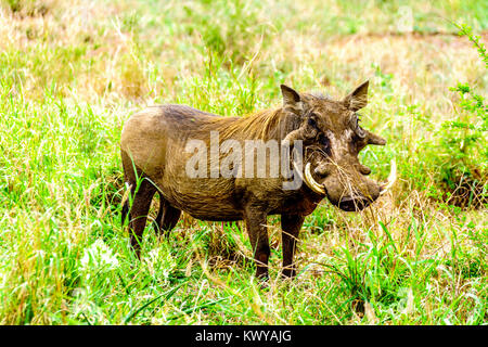 Warthog in Kruger National Park in South Africa Stock Photo