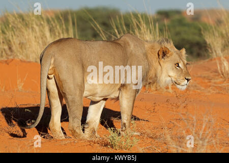 Red sand dunes Kalahari Desert South Africa Stock Photo - Alamy