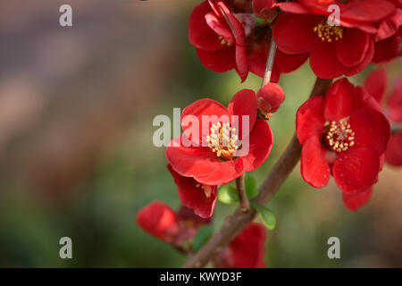 Chaenomeles lagenaria is a semi-evergreen shurb native to eastern Asia. Its flowers are usually red and It is also called flowering quince, chinese qu Stock Photo