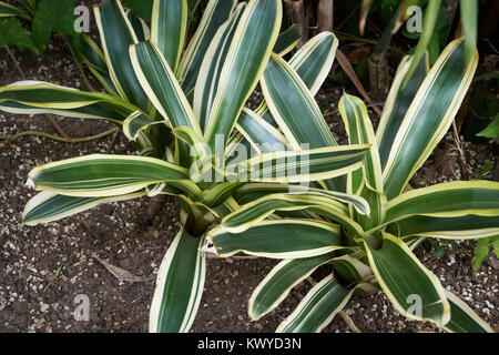 Neoregelia carolinae, also called Blushing Bromeliad, is a plant in the Bromeliaceae family. Stock Photo