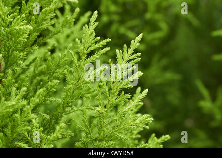 Cupressus macrocarpa, commoly known as Monterey cypress, Wilma or Goldcrest. Stock Photo