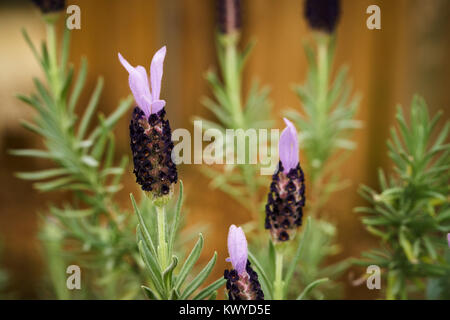 Lavandula stoechas, also known as Spanish lavender, topped lavender or French lavender, a genus of flowering plant in the family of lamiaceae. Stock Photo