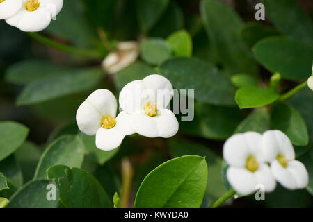 Euphorbia milii, (also known as the crown of thorns, Christ plant or Christ thorn), a flowering plant in the spurge family Euphorbiaciae. Stock Photo