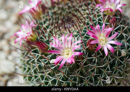 Mammillaria mystax is a species of cactus in the family Cactaceae. It is native to the Mexican states of Hidalgo, Oaxaca and central Puebla. Stock Photo