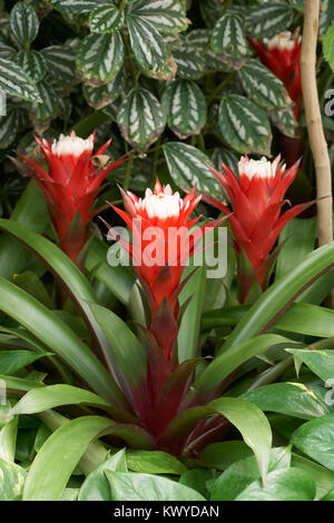 Guzmania Magnifica. Guzmania is a genus of over 120 species of flowering plants in the family Bromeliaceae. Stock Photo