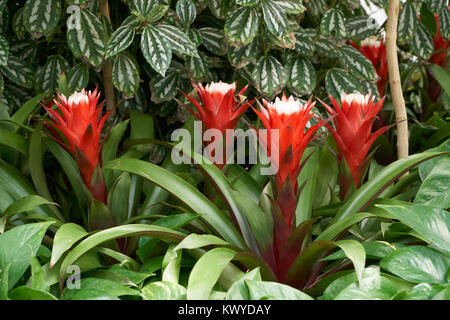 Guzmania Magnifica. Guzmania is a genus of over 120 species of flowering plants in the family Bromeliaceae. Stock Photo