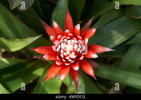 Guzmania Magnifica. Guzmania is a genus of over 120 species of flowering plants in the family Bromeliaceae. Stock Photo