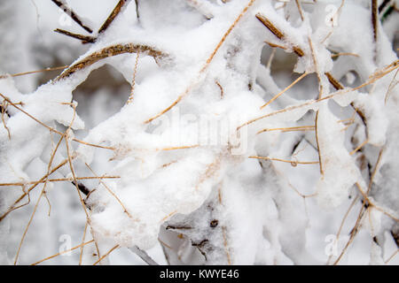 Covered in snow Stock Photo