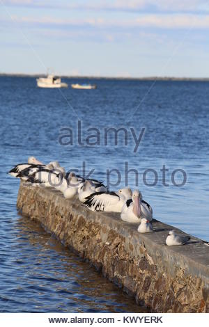 A flock of seagulls on a pier at Wynnum near Brisbane as dawn breaks on a beautiful August day. Stock Photo