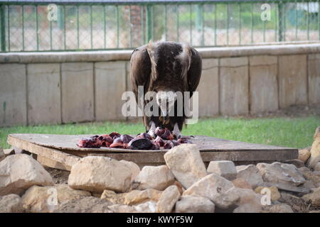 The bald eagle Stock Photo