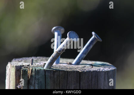 old nails on wooden post Stock Photo