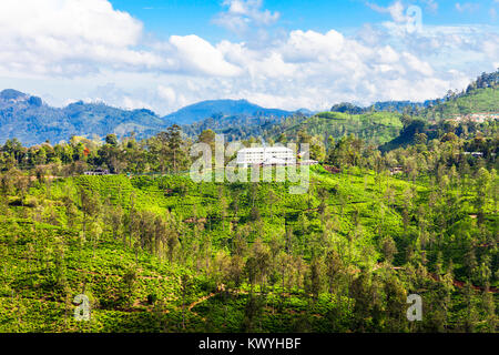 Tea factory and tea plantation in Ella, Sri Lanka. Ella is one of most important places for tea production in Sri Lanka. Stock Photo