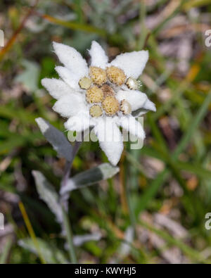 Leontopodium alpinum. Stella Alpina. Edelweiss. Alpine flower in the Dolomites. Italian Alps. Stock Photo