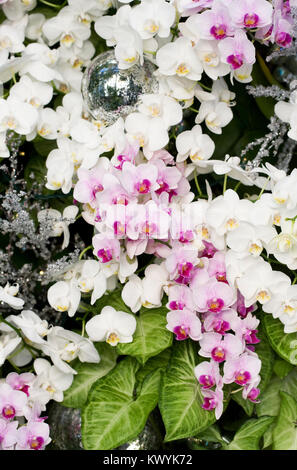 Phalaenopsis cultivars growing in a glasshouse. Moth Orchids and Christmas decorations. Stock Photo