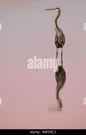 A Great Blue Heron and it's reflection during a lavender sunset in central California. Stock Photo