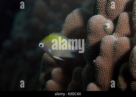 Diving on a coral reef in palawan, Philippines Stock Photo