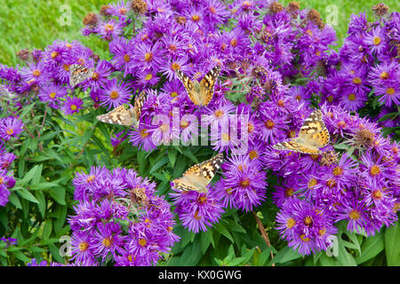Painted Lady butterflies seek nectar on Aster blossoms. Stock Photo