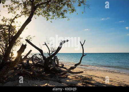 Dried branches on the beach of Cayo Jutias near Vinales (Cuba) Stock Photo