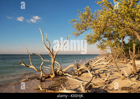 Dried branches on the beach of Cayo Jutias near Vinales (Cuba) Stock Photo