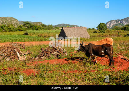 Dryer for tobacco, cultivated fields of tobacco and oxen in Vinales (Cuba) Stock Photo