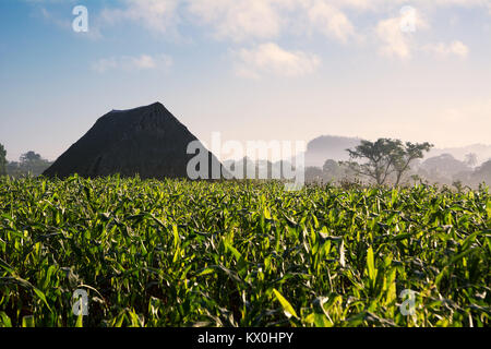 tobacco field and drier in the Vinales Valley (Cuba) Stock Photo