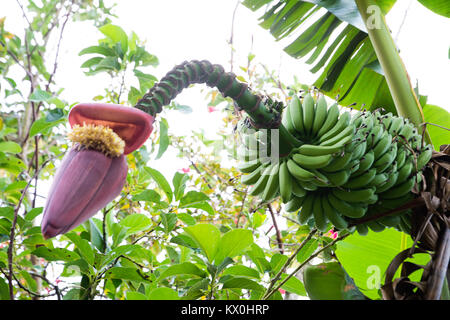 banana flower and banana growing on the tree Stock Photo