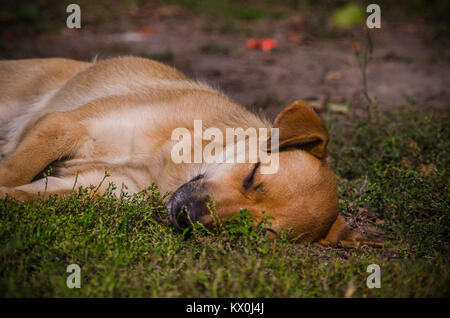 light brown mongrel dog peacefully sleeping on the grass lawn park Stock Photo