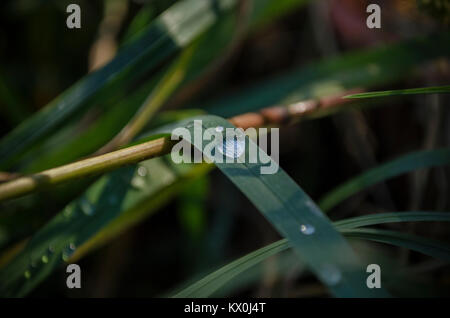 Macro closeup of water drops on green grass blade Stock Photo