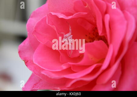 Crab spider on a rose waiting for prey Stock Photo