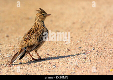 Poland, Biebrzanski National Park – closeup of a Skylark bird – latin: Alauda arvensis Stock Photo