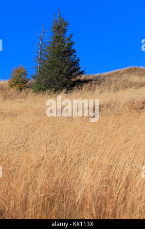 Grassy meadow slopes of the Polonina Carynska hill in Bieszczady Mountains in South East Poland - Bieszczadzki National Park Stock Photo