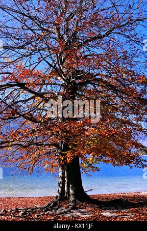 colorful tree in autumn behind lake Stock Photo