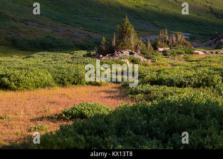 Small outcroppings of rocks and evergreens among the alpine tundra near the top of the South Fork of Cascade Canyon in the Teton Mountains. Grand Teto Stock Photo