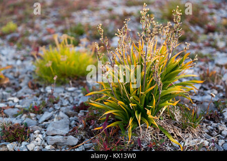 A small alpine tundra plant growing from the rocks making up Hurricane Pass in the Teton Mountains. Jedediah Smith Wilderness, Wyoming Stock Photo