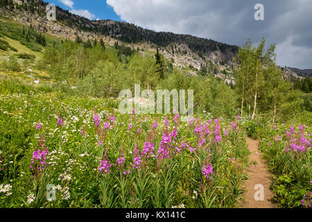 The Huckleberry Trail passing through a meadow of wildflowers and aspen trees in the North Fork of Teton Canyon in the Teton Mountains. Jedediah Smith Stock Photo