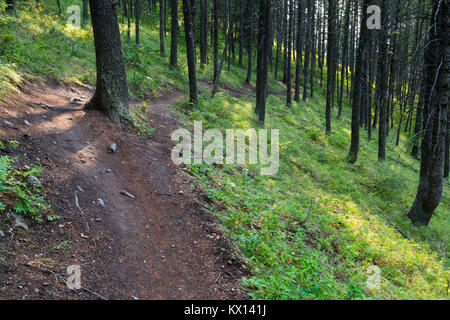 The Sink or Swim Trail winding through the forest on Snow King Mountain in the Gros Ventre Mountains. Bridger-Teton National Forest, Wyoming Stock Photo