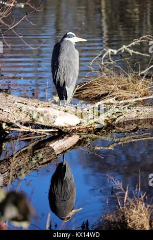 Crane resting near the water Stock Photo