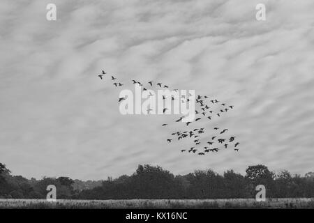 Greylag Goose - Anser anser Stock Photo