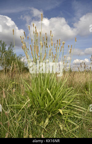 Ribwort Plantain - Plantago lanceolata Stock Photo