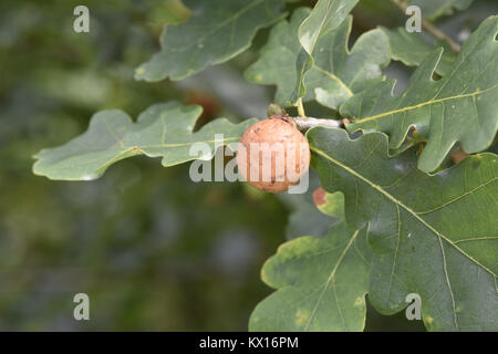 Oak Apple Gall - caused by wasp Biorhiza pallida Stock Photo