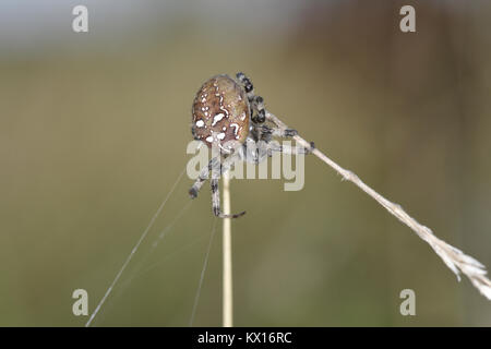Four-spot Orb Weaver - Araneus quadratus Stock Photo