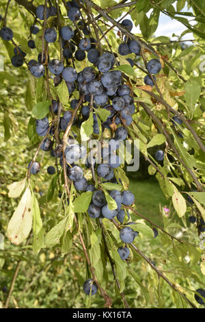 Bullace Plum, Damson Plum (Prunus domestica ssp. insititia, Prunus ...