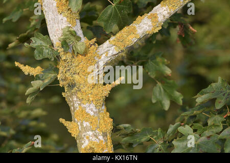 Xanthoria parietina - on tree bark (Field Maple) Stock Photo