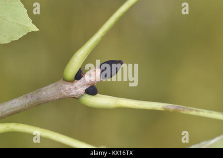 Ash - Fraxinus excelsior Stock Photo