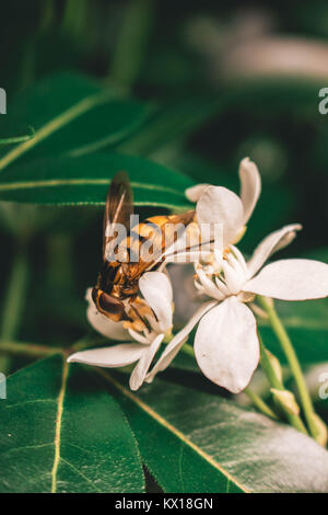 BUSY BEE Stock Photo