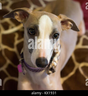 whippet puppy closeup of eyes Stock Photo