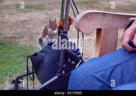 Grey Squirrel Sciurus carolinensis being fed in Regents Park London UK Summer Stock Photo